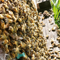 Youngest Son Beekeeping - Sweet Smoke Honey BBQ Sauce