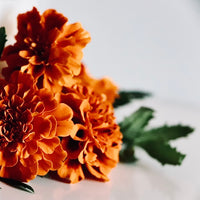 Marigold Blossom